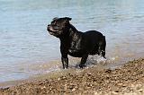 STAFFIE 195